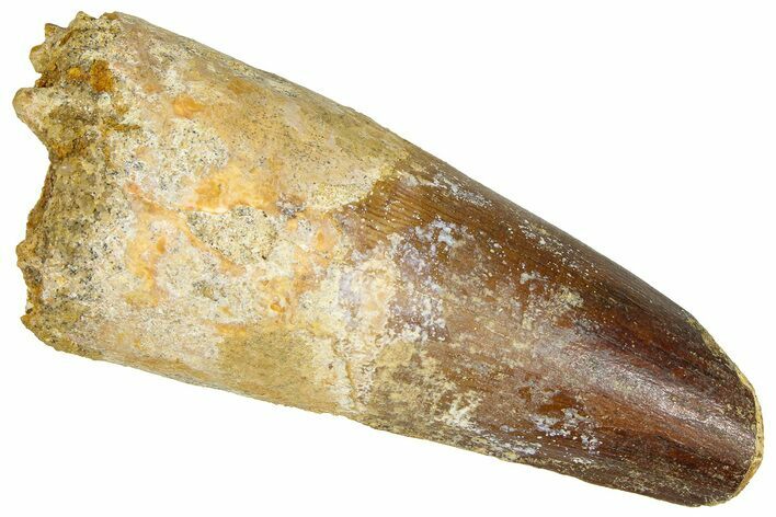 Fossil Spinosaurus Tooth - Feeding Worn Tip #365623